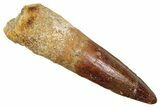 Fossil Spinosaurus Tooth - Real Fossil Tooth #370727-1